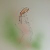 Ilustrace